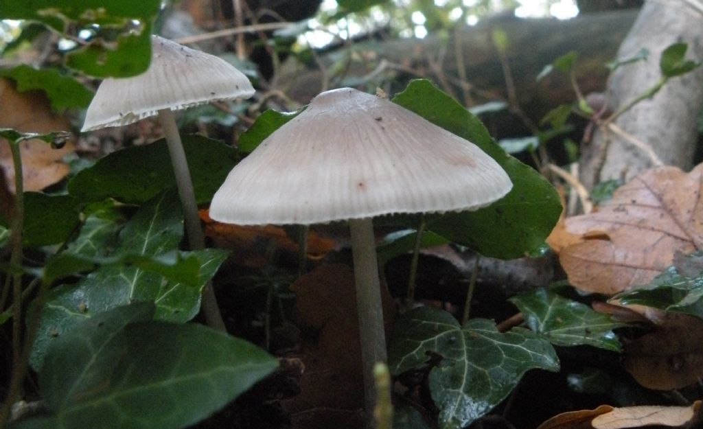 Ancora una Mycena....